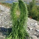 Echium italicum Alia