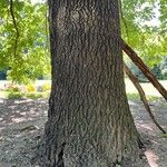 Quercus pubescens Bark