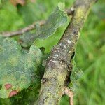 Quercus robur Corteccia