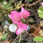 Ononis rotundifolia Flower