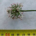 Allium suaveolens Flor