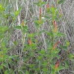 Acalypha phleoides Агульны выгляд