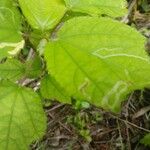 Hibiscus calyphyllus 叶