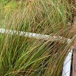 Carex globularis برگ