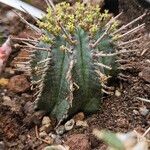 Euphorbia polygona Φύλλο