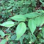 Carpinus caroliniana Leaf