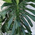 Monstera deliciosa Leaf