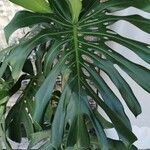 Monstera deliciosa Liść