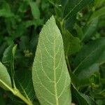 Sorbus chamaemespilus Folio