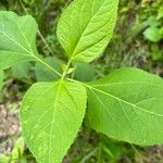 Verbesina occidentalis Leaf