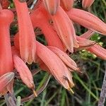 Aloe amudatensis ফুল