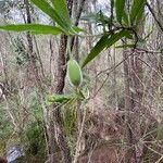 Billardiera scandens Frucht