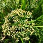 Sium latifolium Blüte