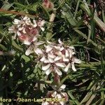 Saponaria lutea Hábito