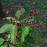 Malus × floribunda Листок