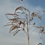 Phragmites australisᱵᱟᱦᱟ