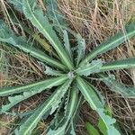 Sonchus maritimus برگ