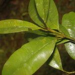 Calophyllum brasiliense Hoja