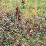 Fraxinus excelsiorFruit
