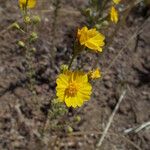 Holocarpha heermannii Flor
