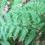 Dryopteris aemula Blad