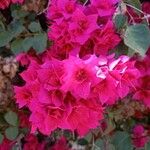 Bougainvillea spectabilisBlüte