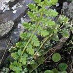 Asplenium foreziense Fuelha