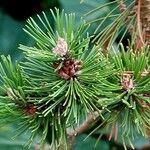 Pinus contorta Листок