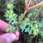 Euphorbia portlandica Blad