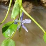 Heteranthera limosa Flor