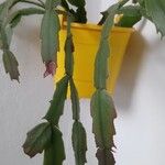 Schlumbergera truncataഇല