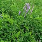 Vicia tenuifolia 整株植物