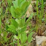 Vicia narbonensis Leaf