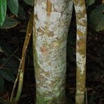 Julbernardia seretii Corteza