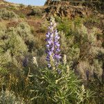 Lupinus sericeus 形態