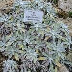 Salvia canescens