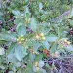 Sorbus chamaemespilus Folio