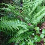 Dryopteris aemula Habitat