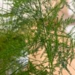 Asparagus setaceus 葉