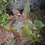 Asclepias cordifolia Foglia