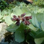 Rhodiola rosea फल