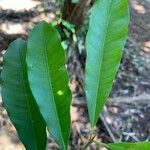 Chloroluma gonocarpa List