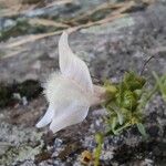 Linaria nivea Flor