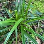 Carex sylvatica पत्ता