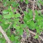 Salvia × jamensis Leaf