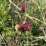 Thymus pulegioidesFlower