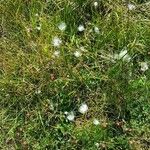 Eriophorum scheuchzeri Libunga