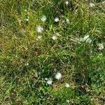 Eriophorum scheuchzeri Hábito