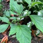 Geum laciniatum Hoja