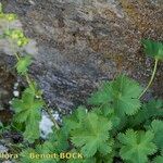 Alchemilla fissa Habitus